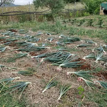 La Casa Nell'orto *